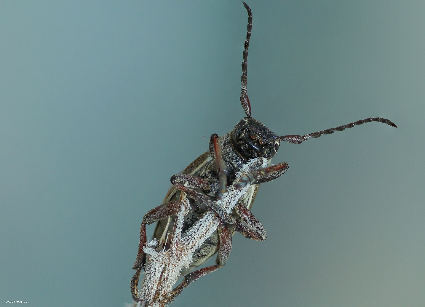 Cerambycidae: Dorcadion etruscum, femmina